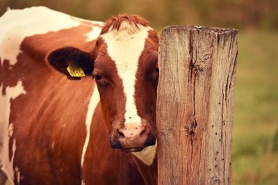 Cattle Posting Mixed Midday Trade